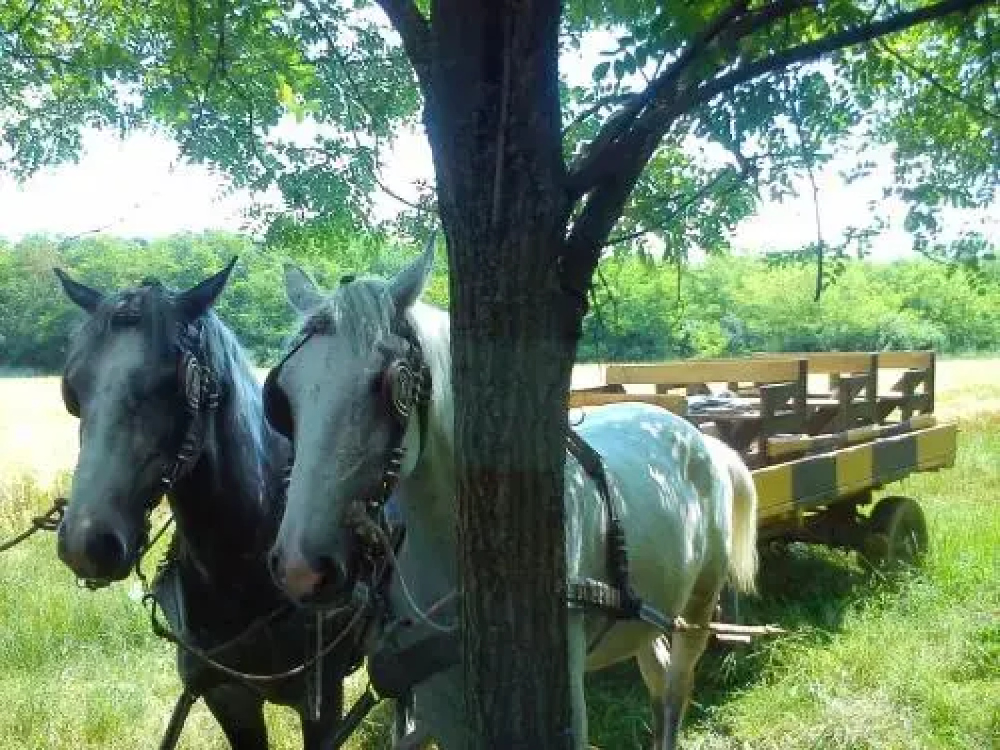 Farm stay Orlov put
