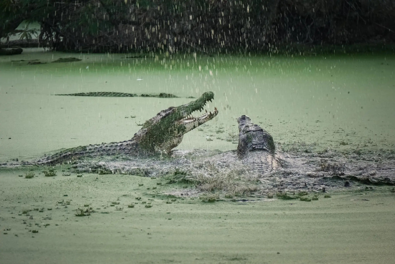 Hotel GranDhika Setiabudi Medan