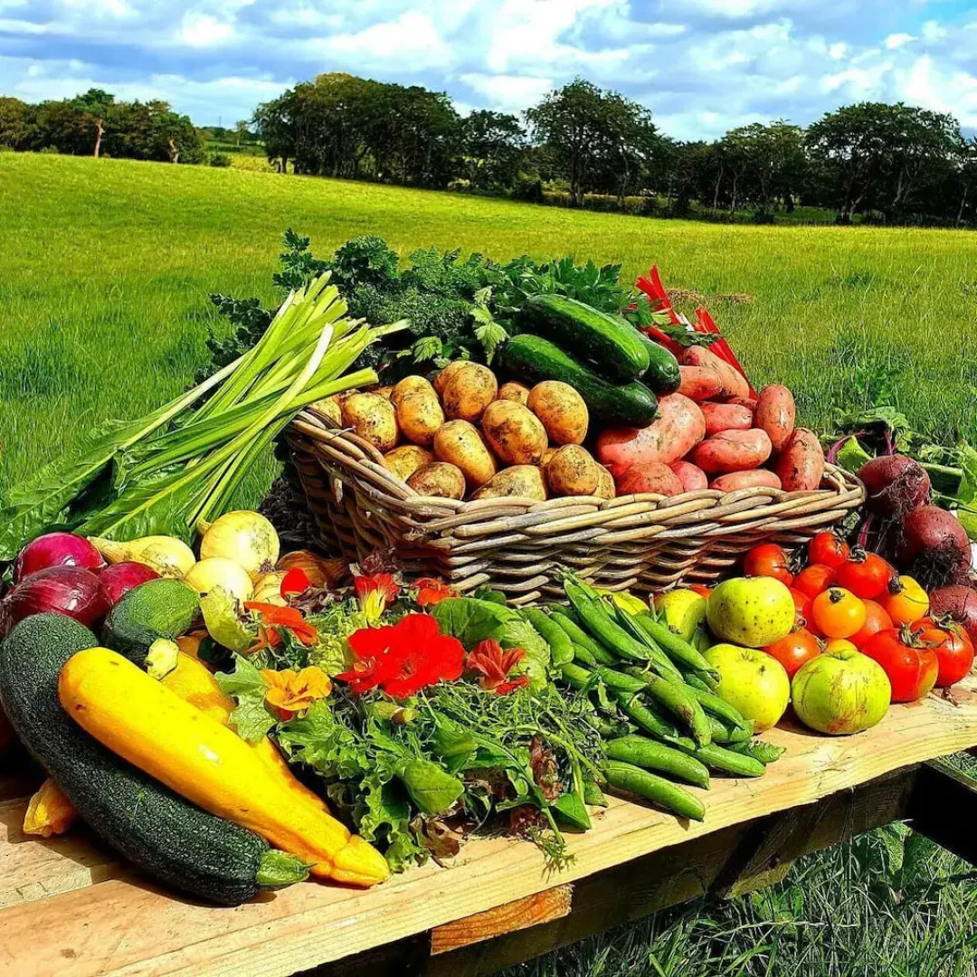 Ballylagan Organic Farm