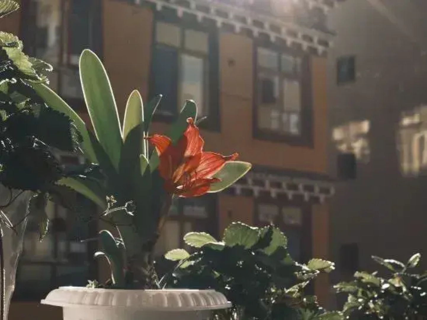 Qingnuocang Boutique Homestay