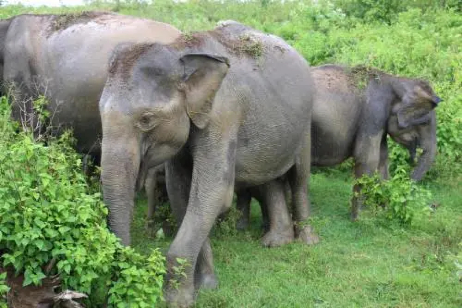 Sanrik Holiday Bungalow