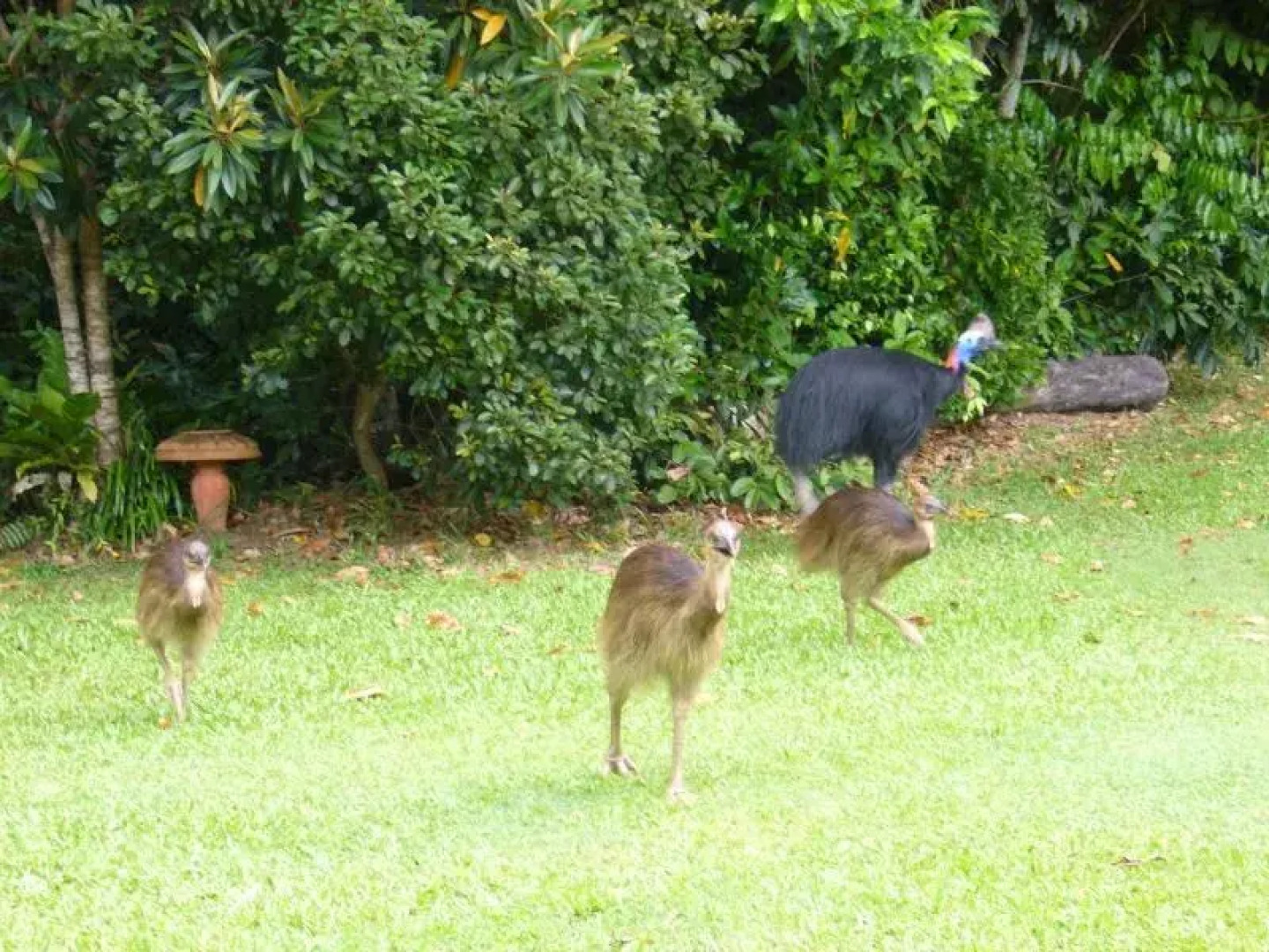 A Tropical Escape B&B