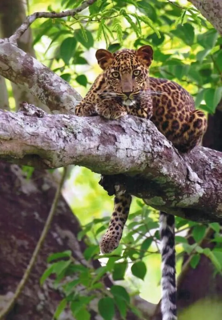 The Windflower Jungle Resorts and Spa