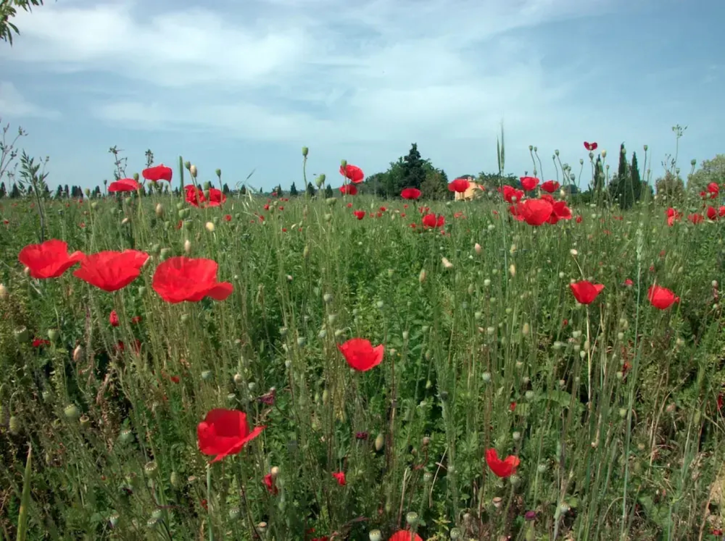 Agriturismo Le Magnolie