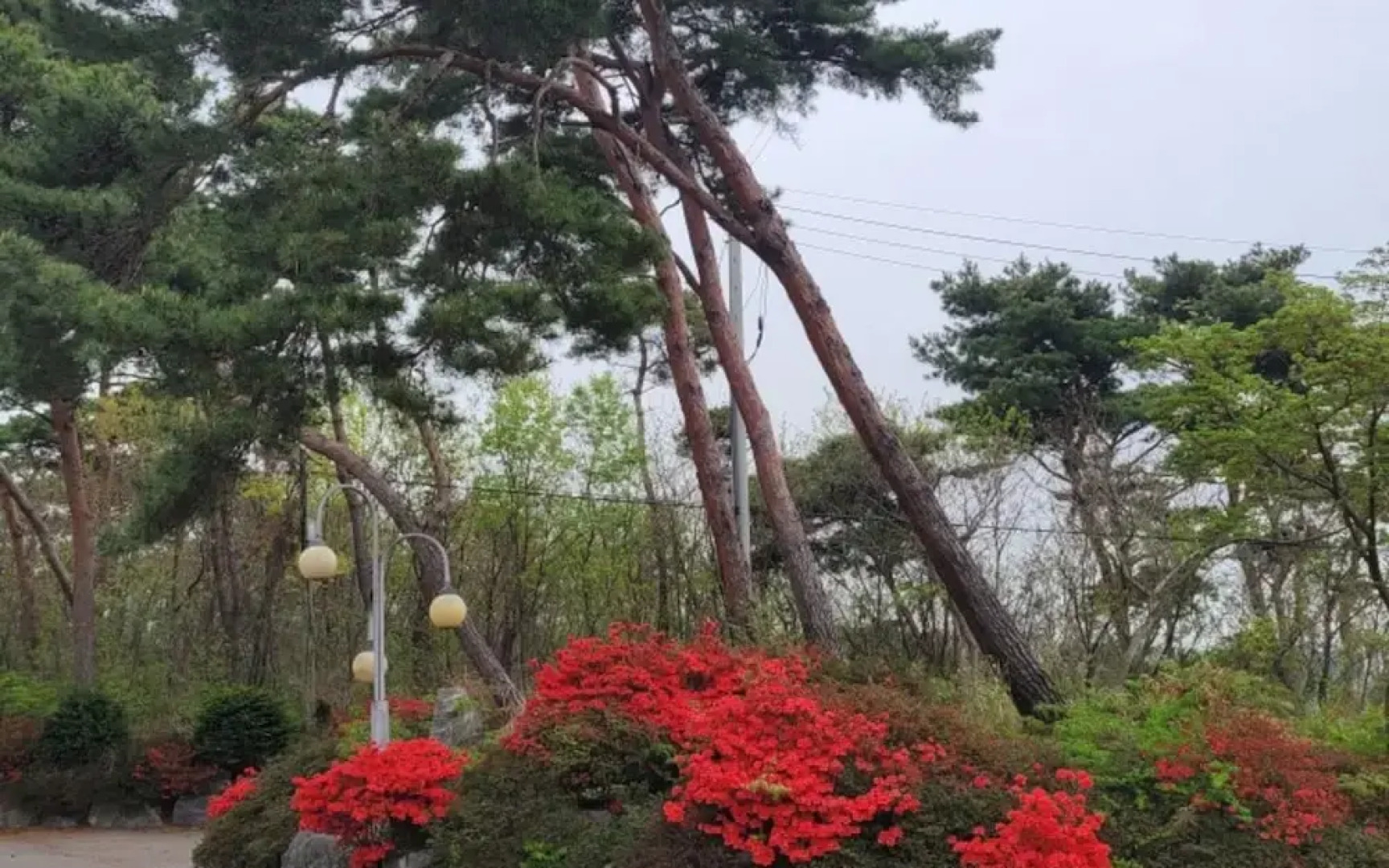 Hongseong Solbatcheonsu