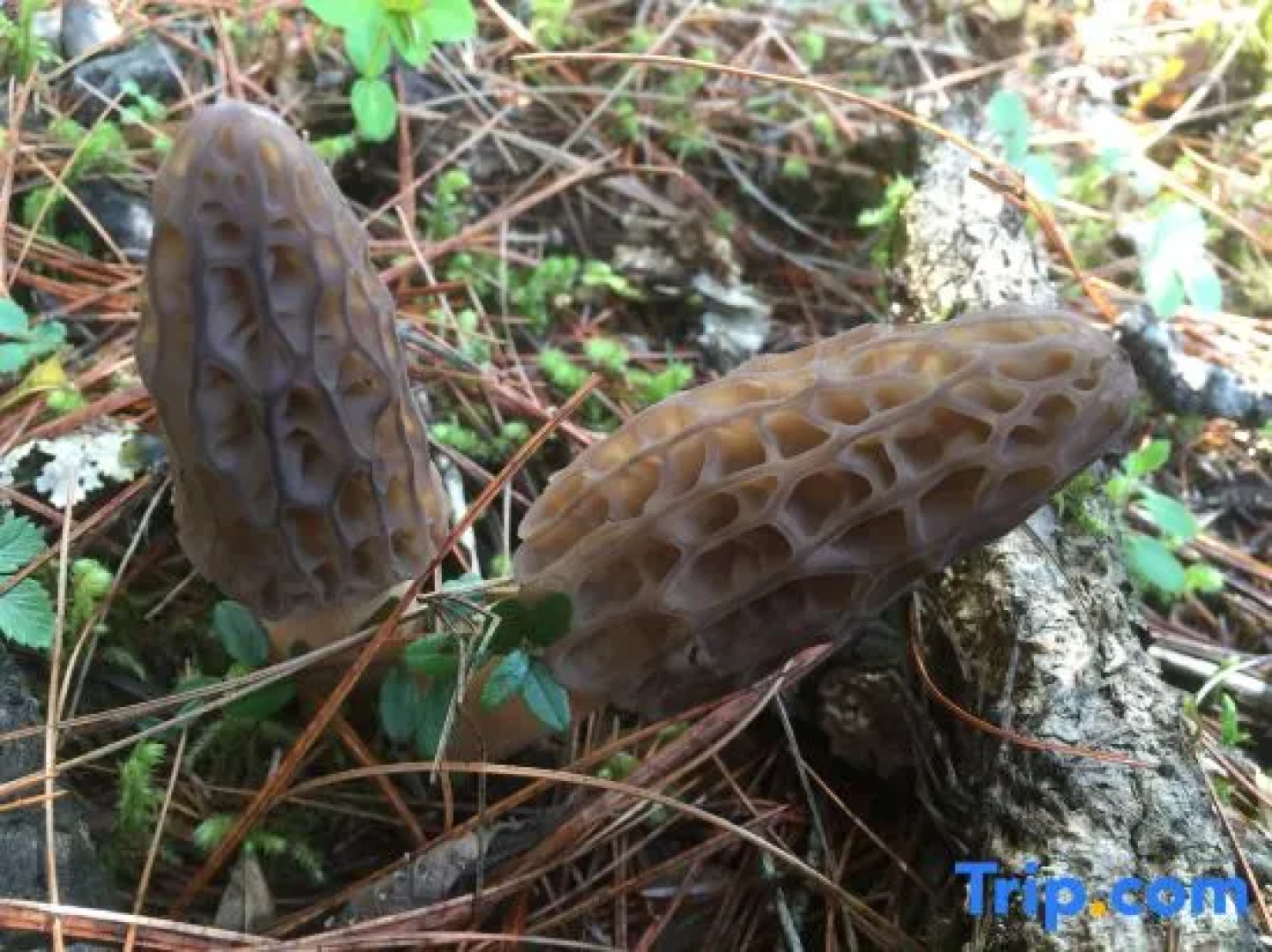 Meet Snow Mountain Boutique Residence