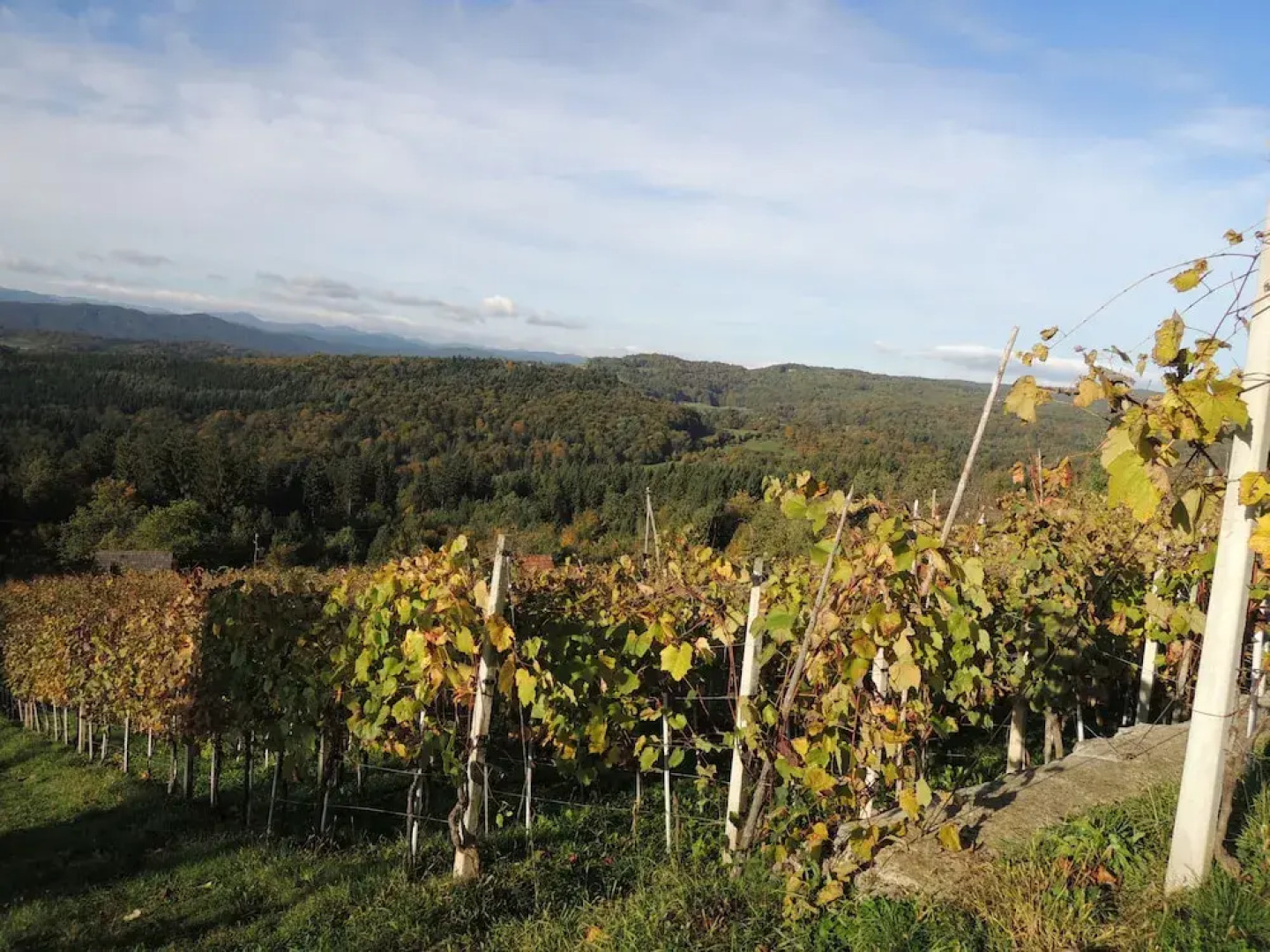 Vineyard Cottage Lisec Relaxation
