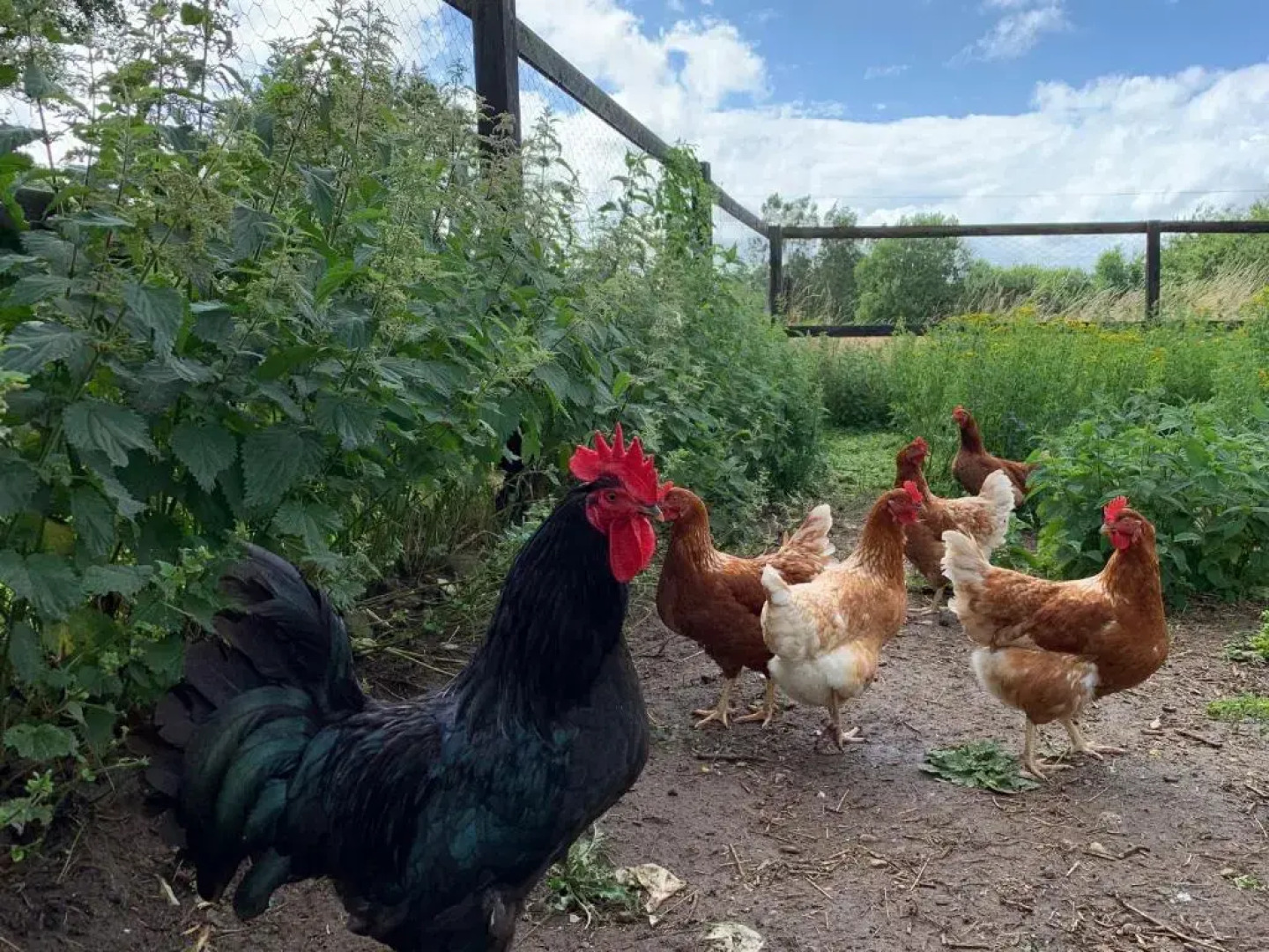 Mariegaardens Gæstehuse