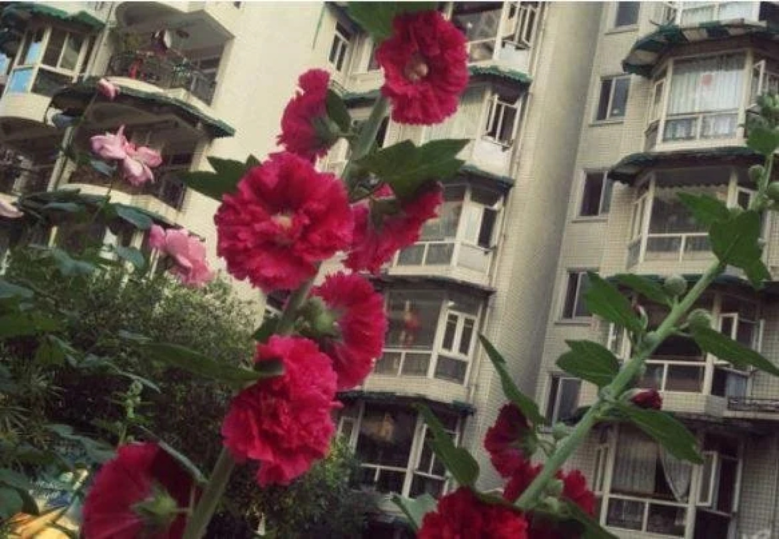 Chengdu Xinyi Youth Hostel