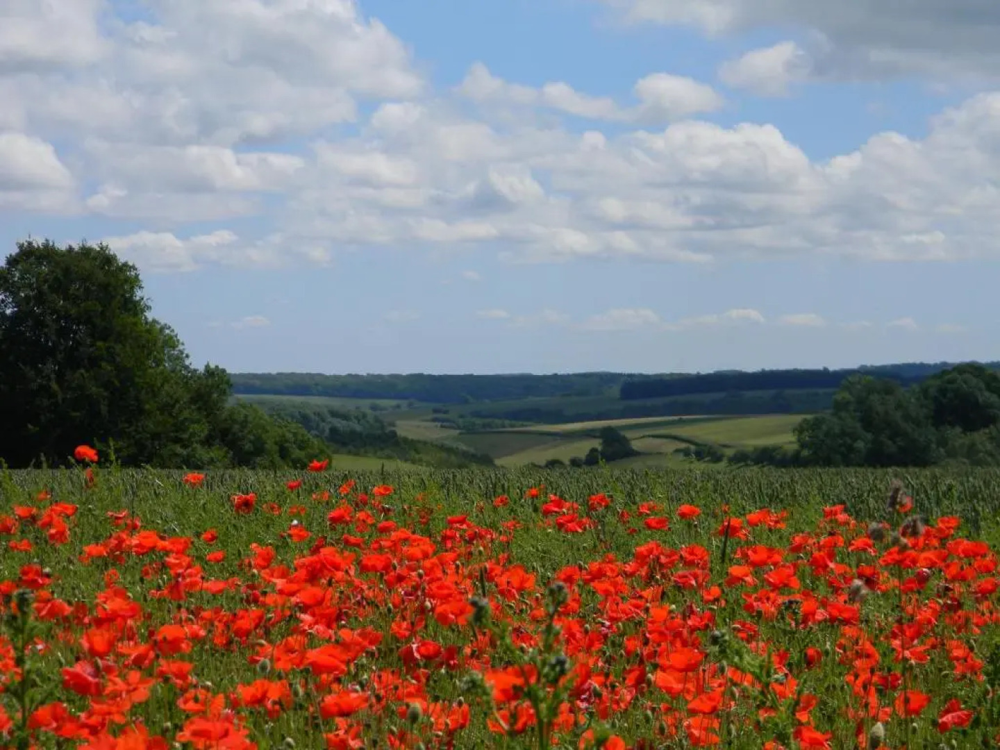 Buttercup Glamping Pod