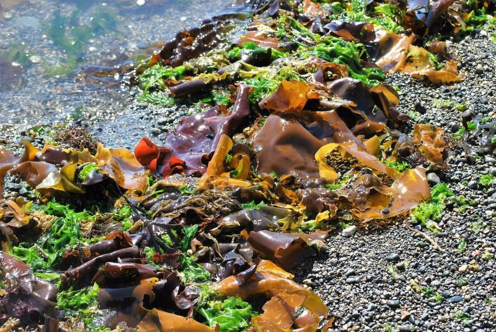 Ocean Wilderness Inn