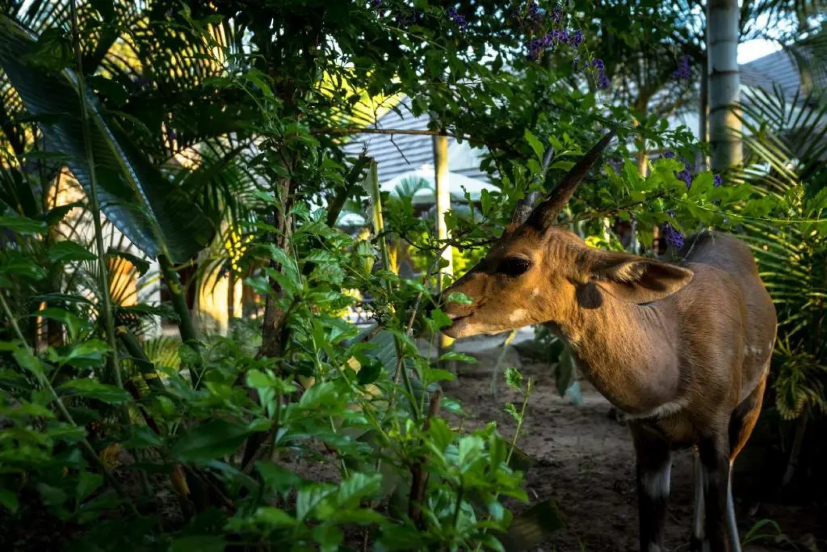 Pezulu Tree House Lodge