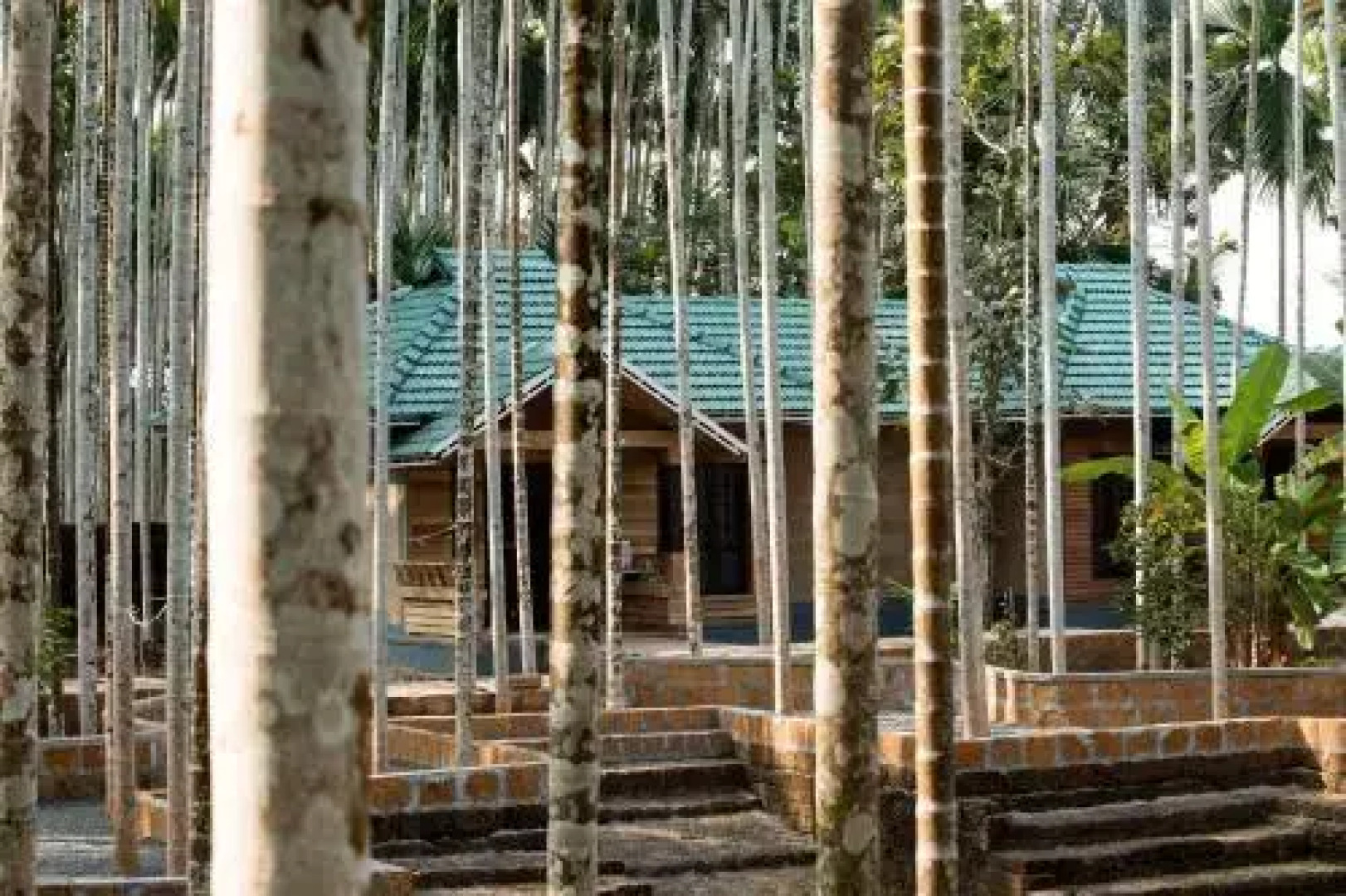 The Story Tellers Grove