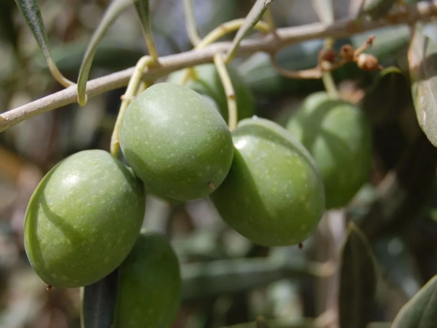 Two Studios With Pool, in Garden Park Nearby Spas and Views at the Mont Ventoux