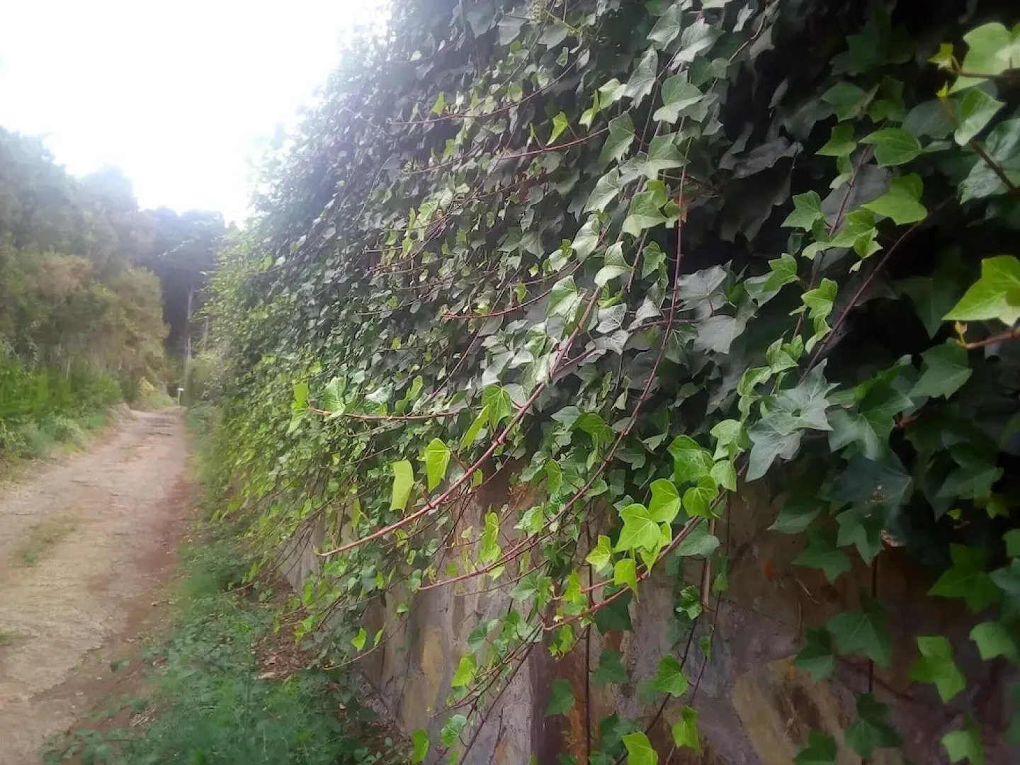 House With 2 Bedrooms in Santa Cruz de Tenerife, With Wonderful Mountain View, Enclosed Garden and Wifi