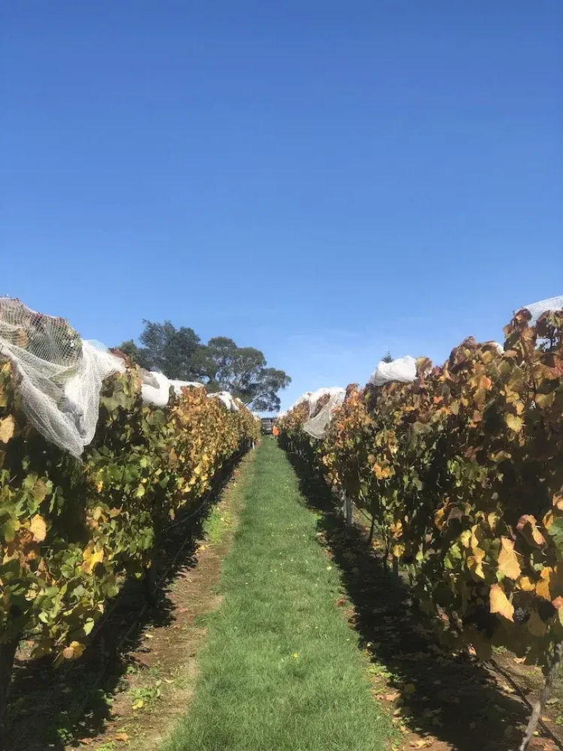 3 Willows Vineyard Cottage