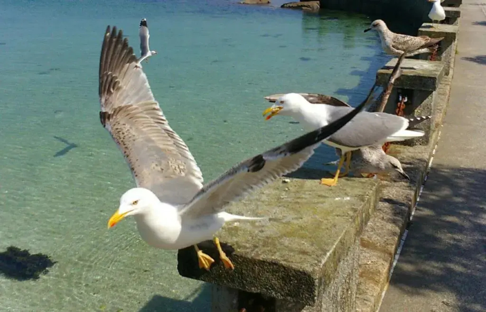 Apartamentos Maritimo Suites Solo Adultos