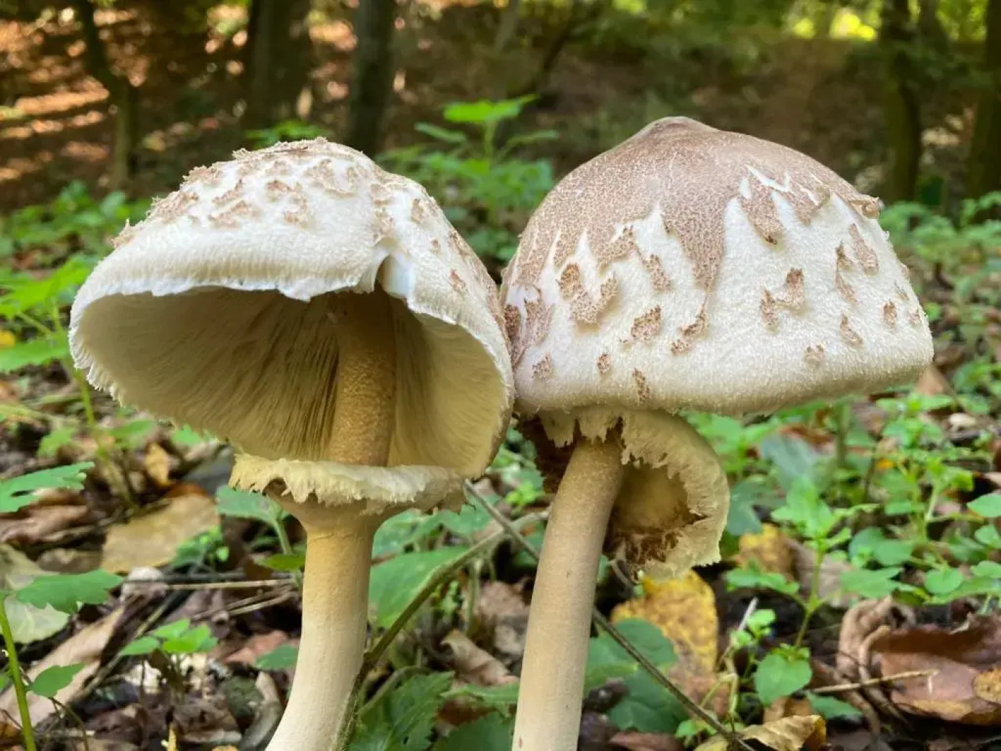 ApartmentVillaSolomon7