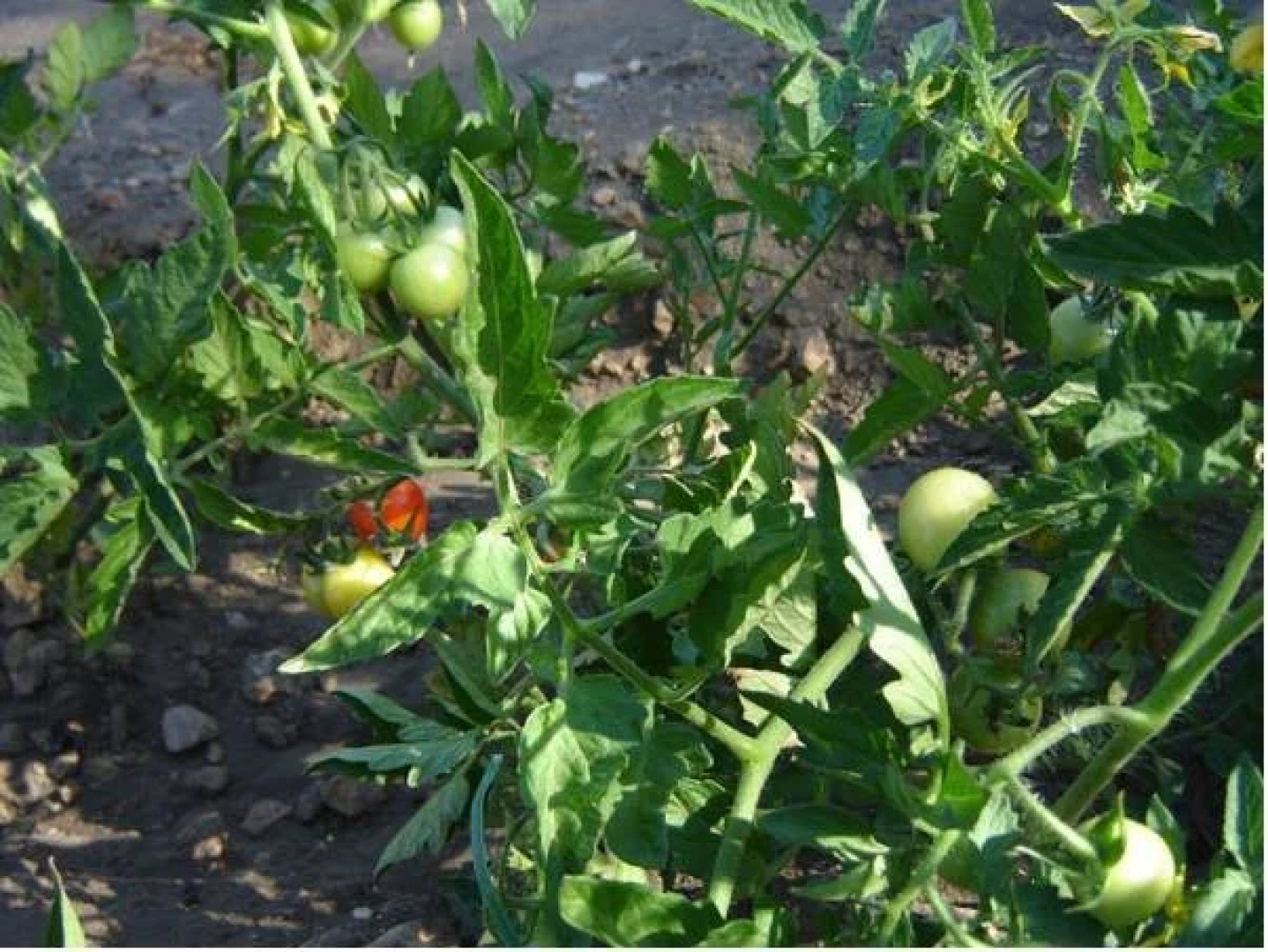 Agriturismo La Dolce Vita Lipari