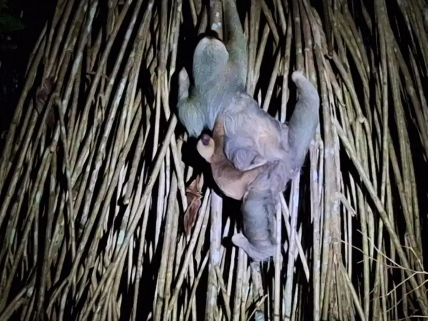 Palapa Hut Hostel & Camping