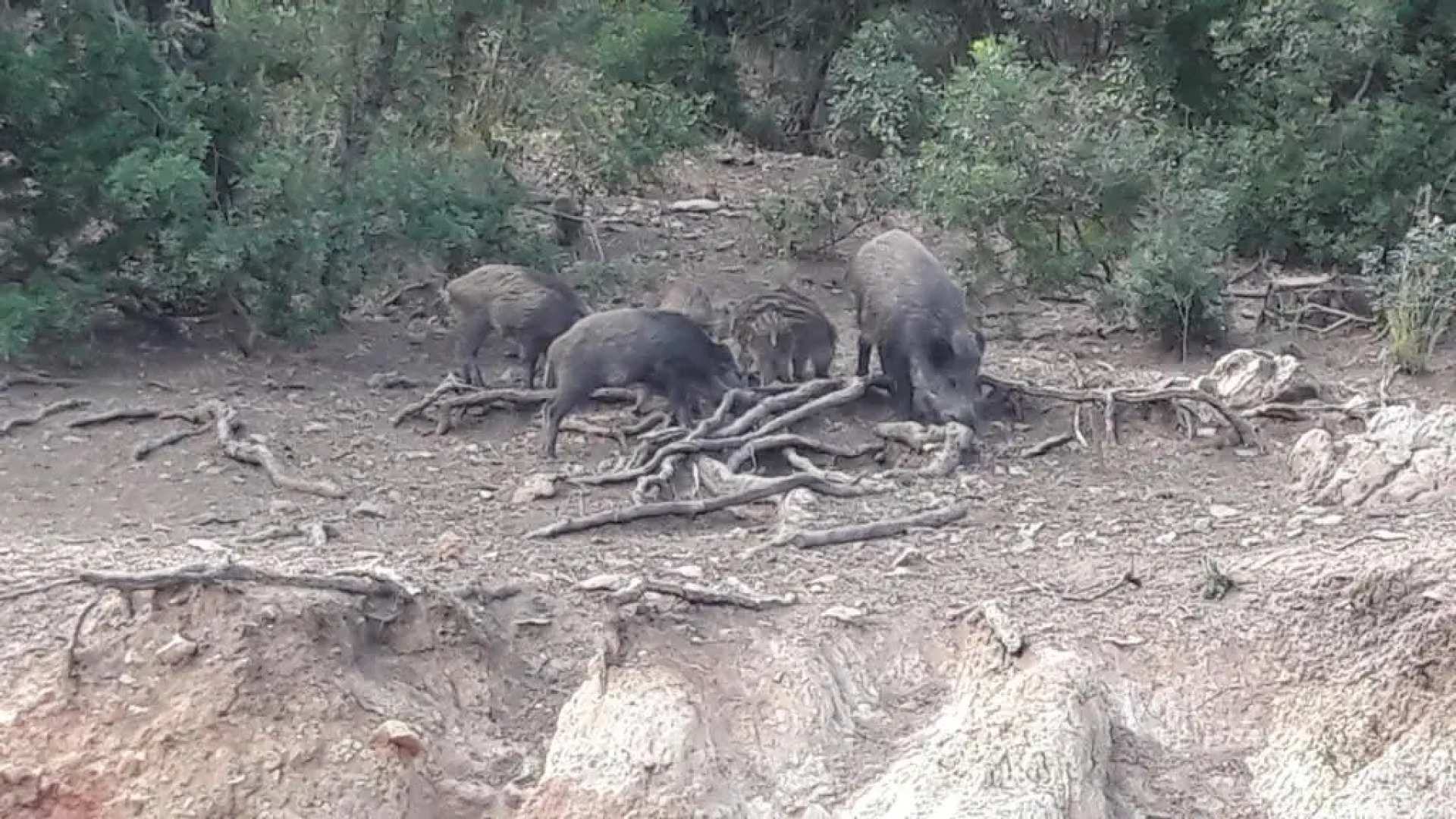 Apartamentos Sevilla