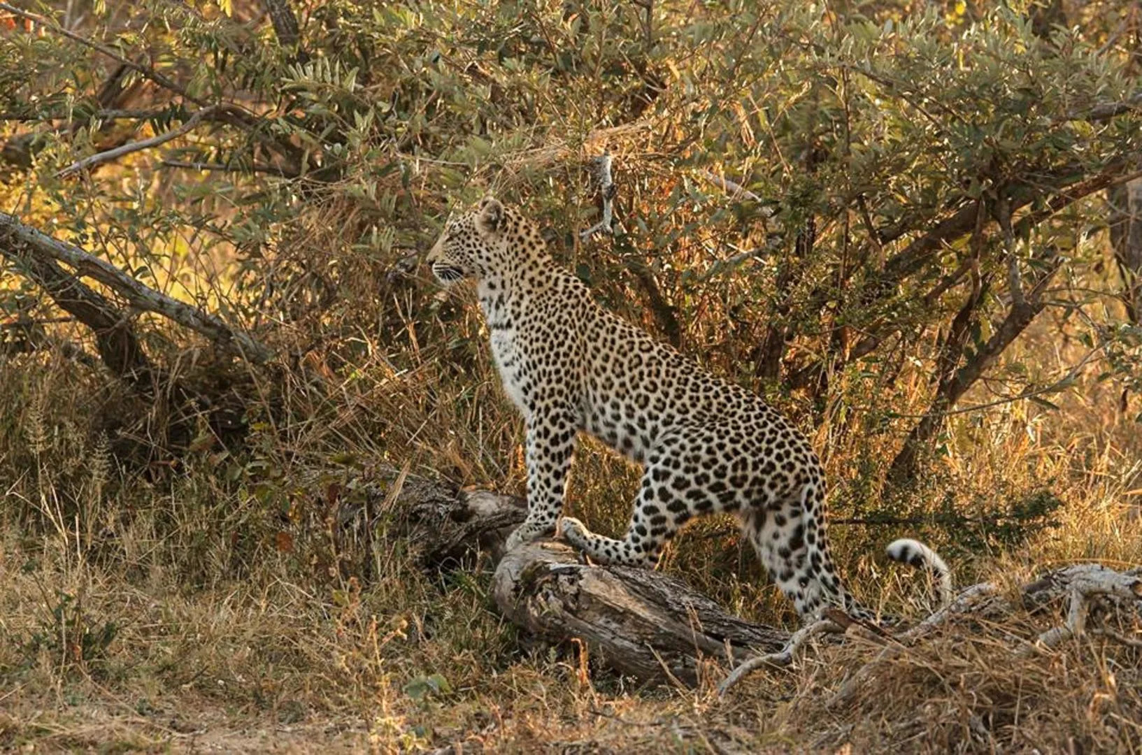 Baobab Ridge Private Lodge