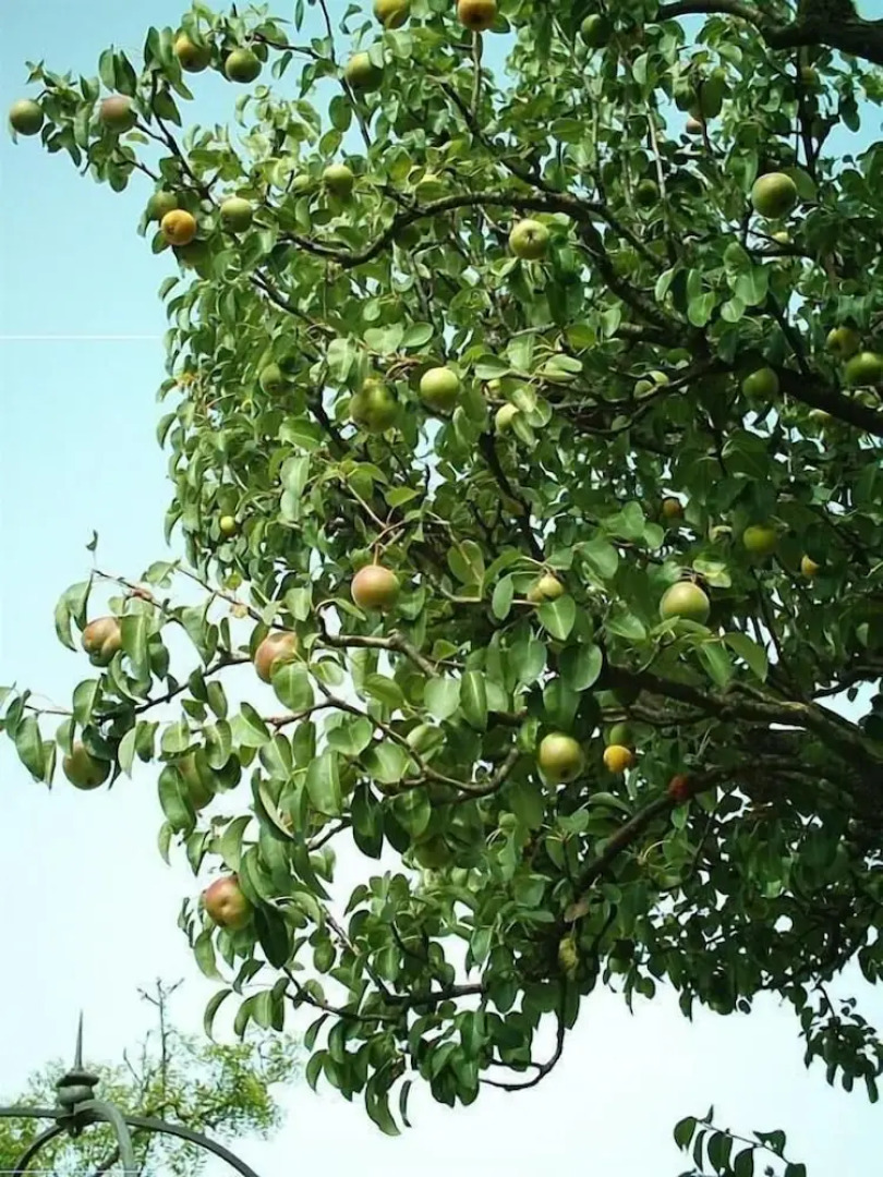 B&B Wellness Il Pomario di Montepiglio