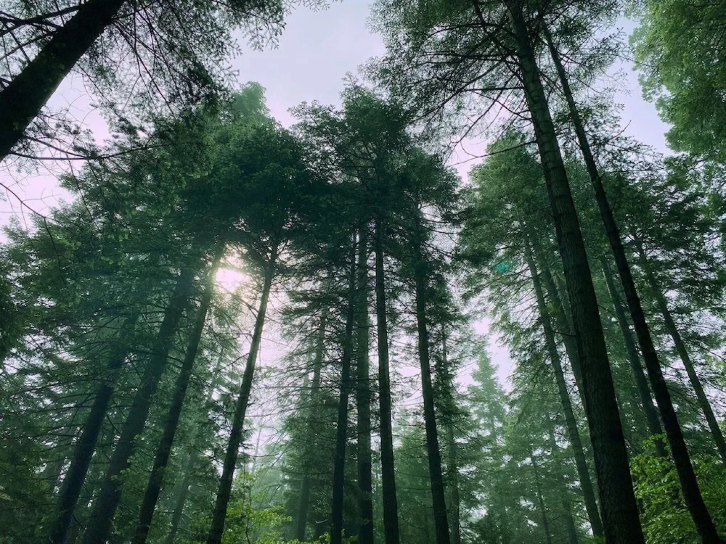 Woodsy 'a' Frame 3 Bedroom Cabin by RedAwning