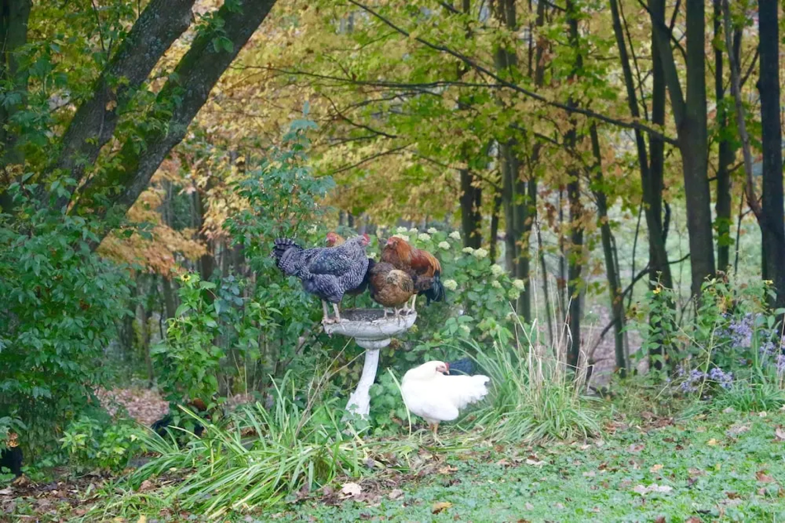 The Inn on Lake Champlain