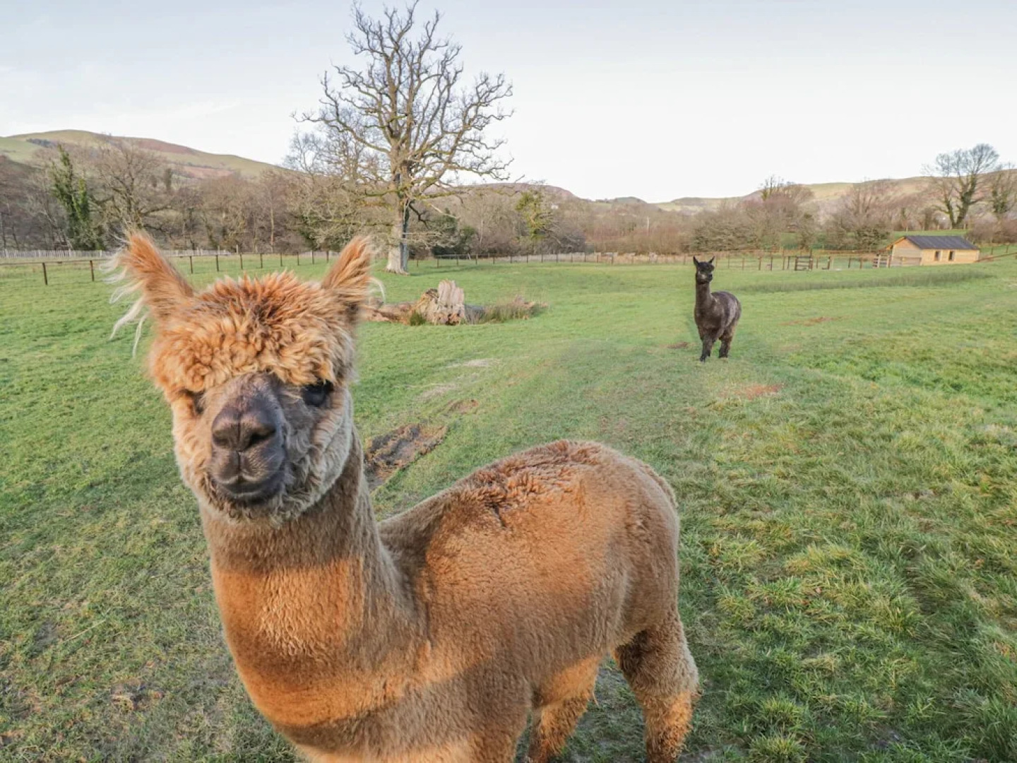 The Paddock, Llanbrynmair
