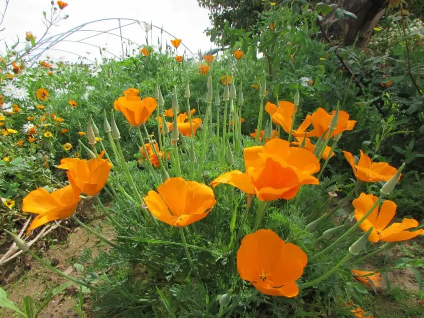 Quinta Sobral Prestige