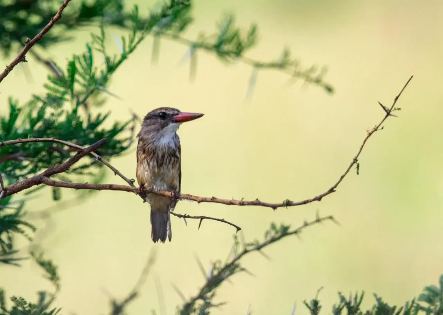 Royal Thonga Safari Lodge