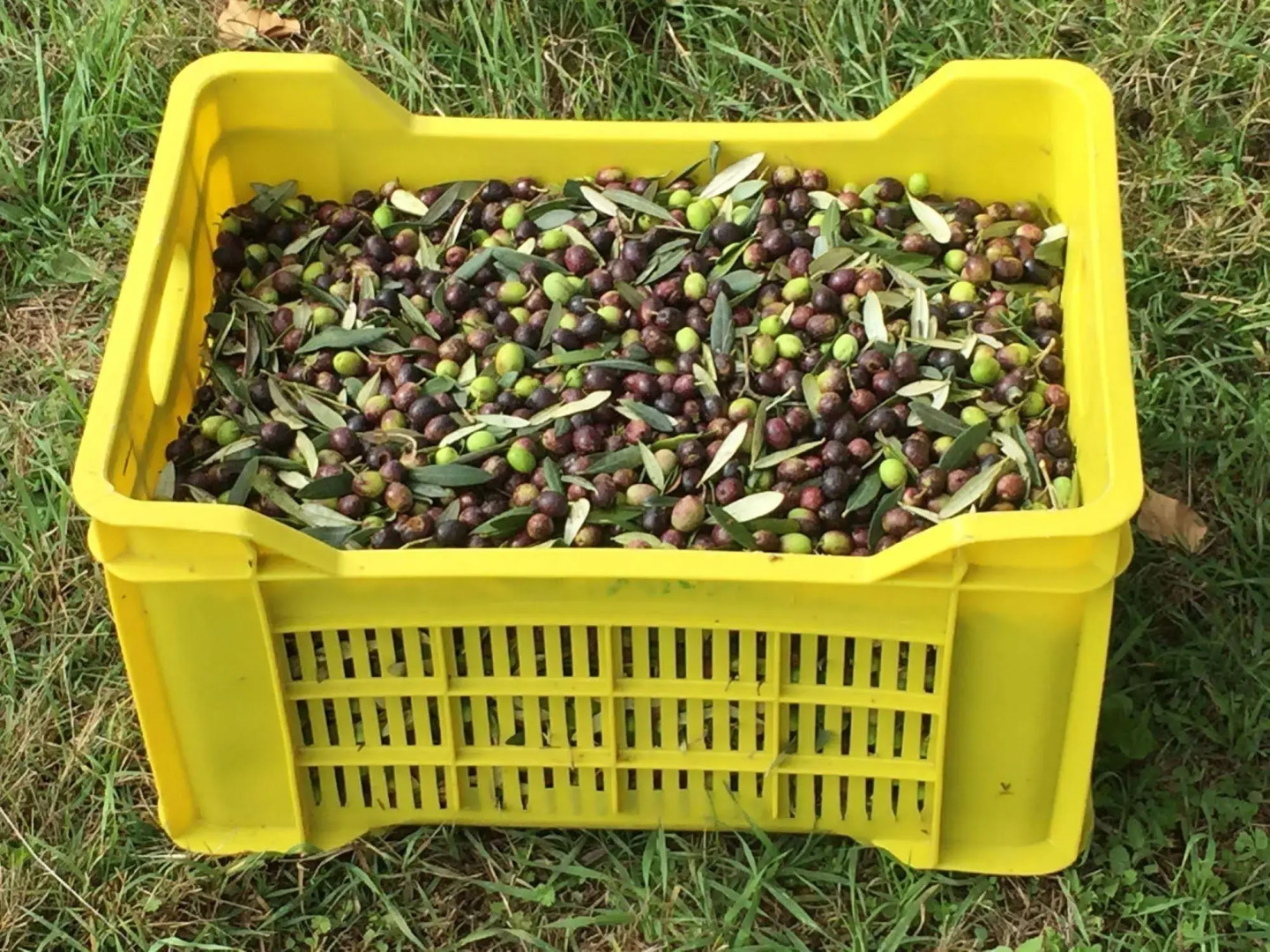 Agriturismo Podere Conte Ràcani