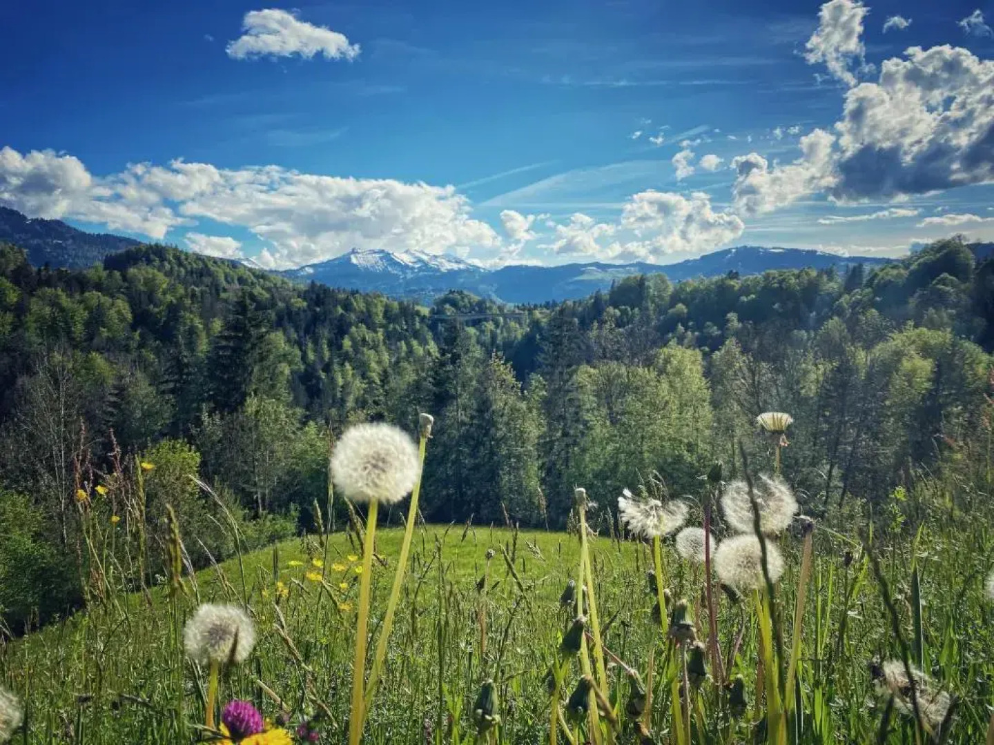 Hotel Gasthof Wälderhof