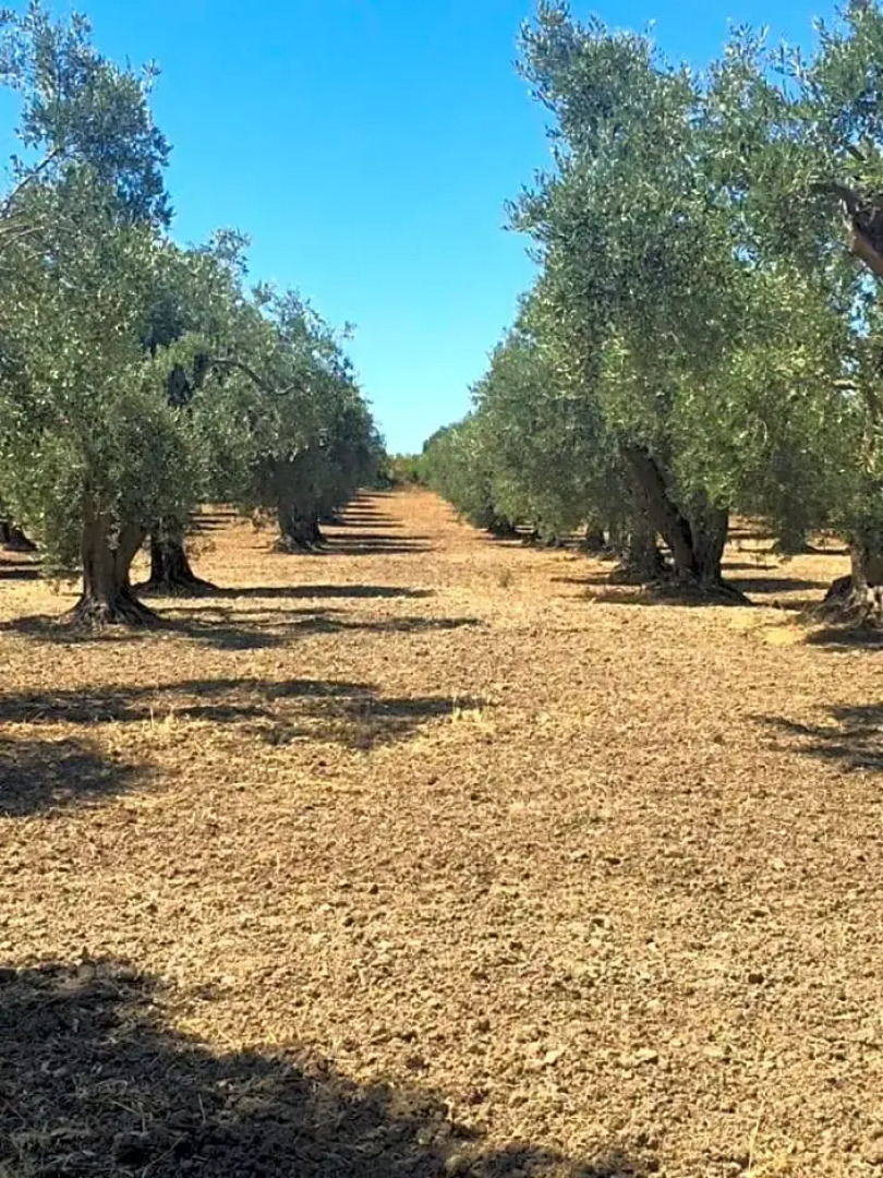 Serra Niedda Resort & Agriturismo