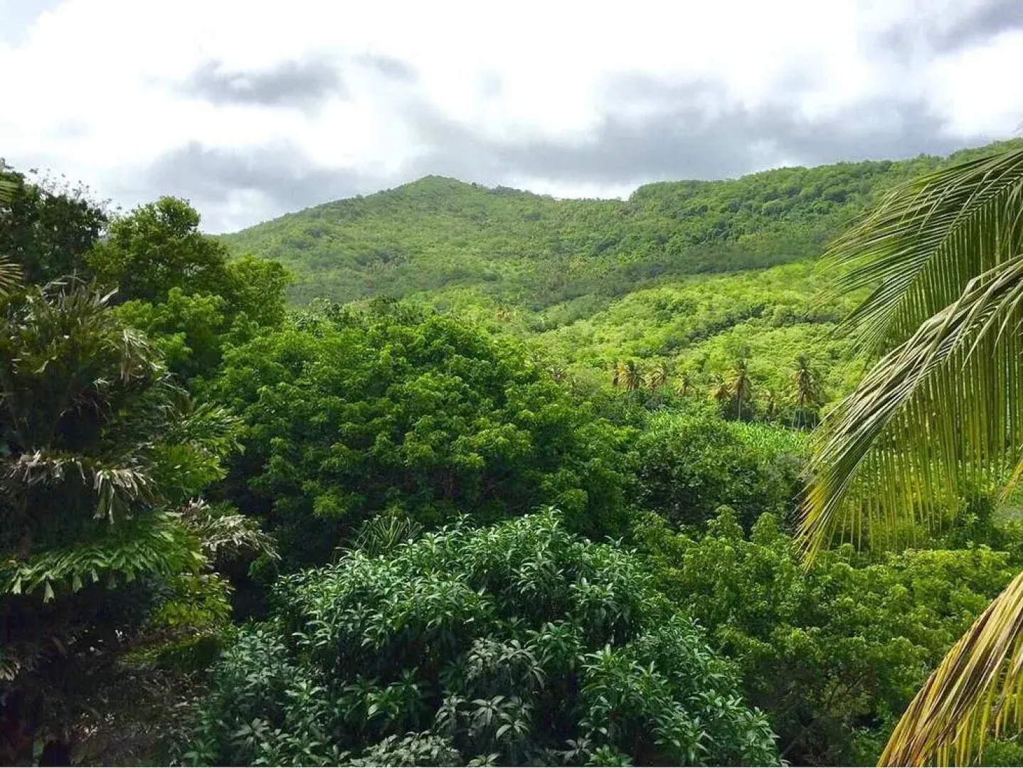 A Paradise View