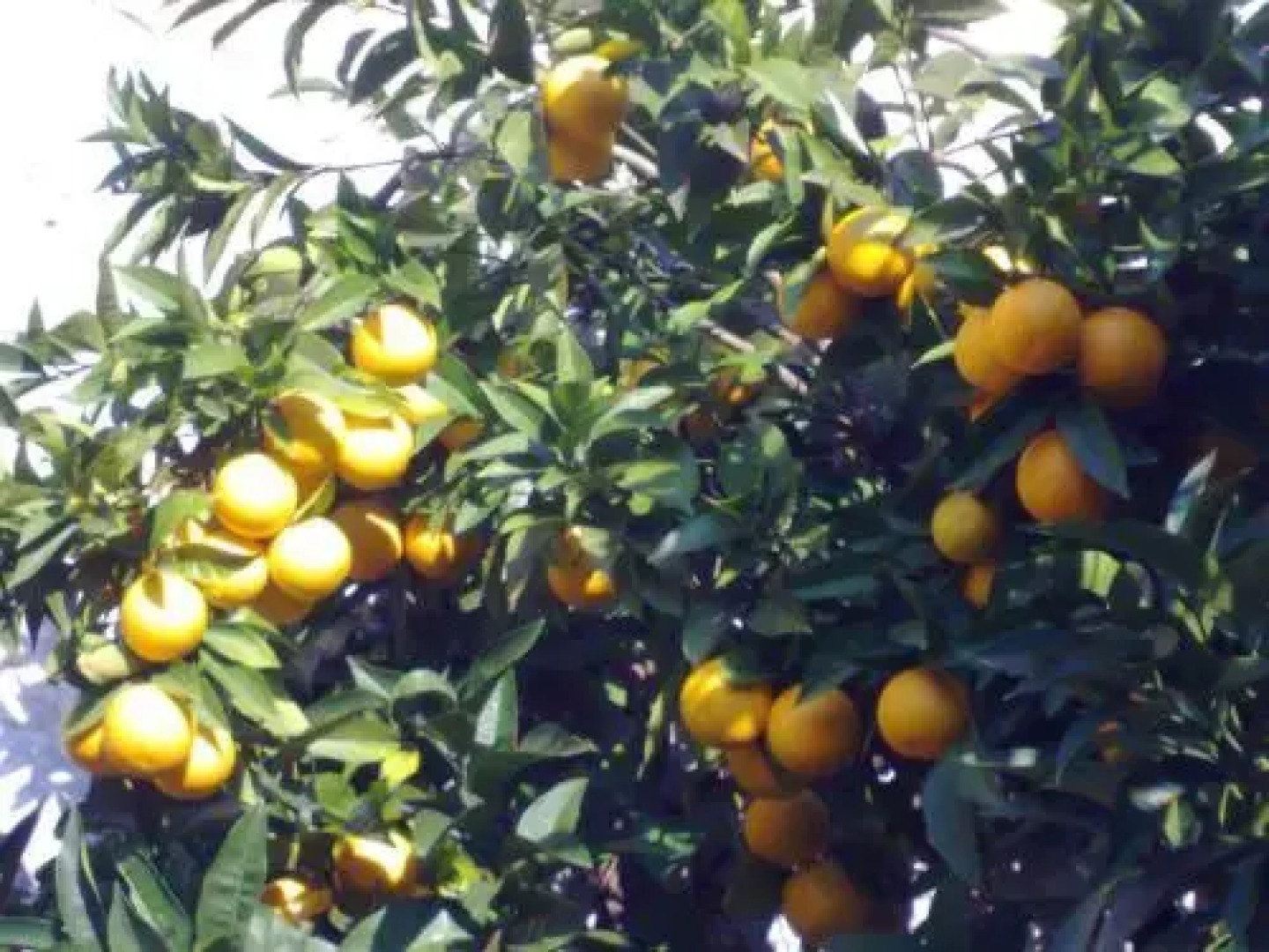 EcoHouse Risan Studio