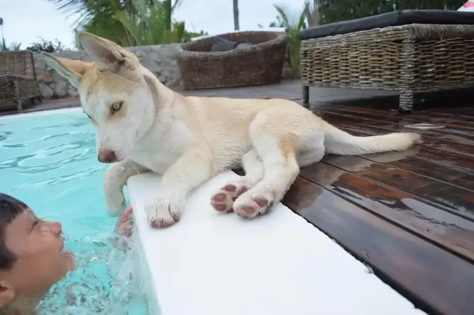 Paradise Suit Sal Premium