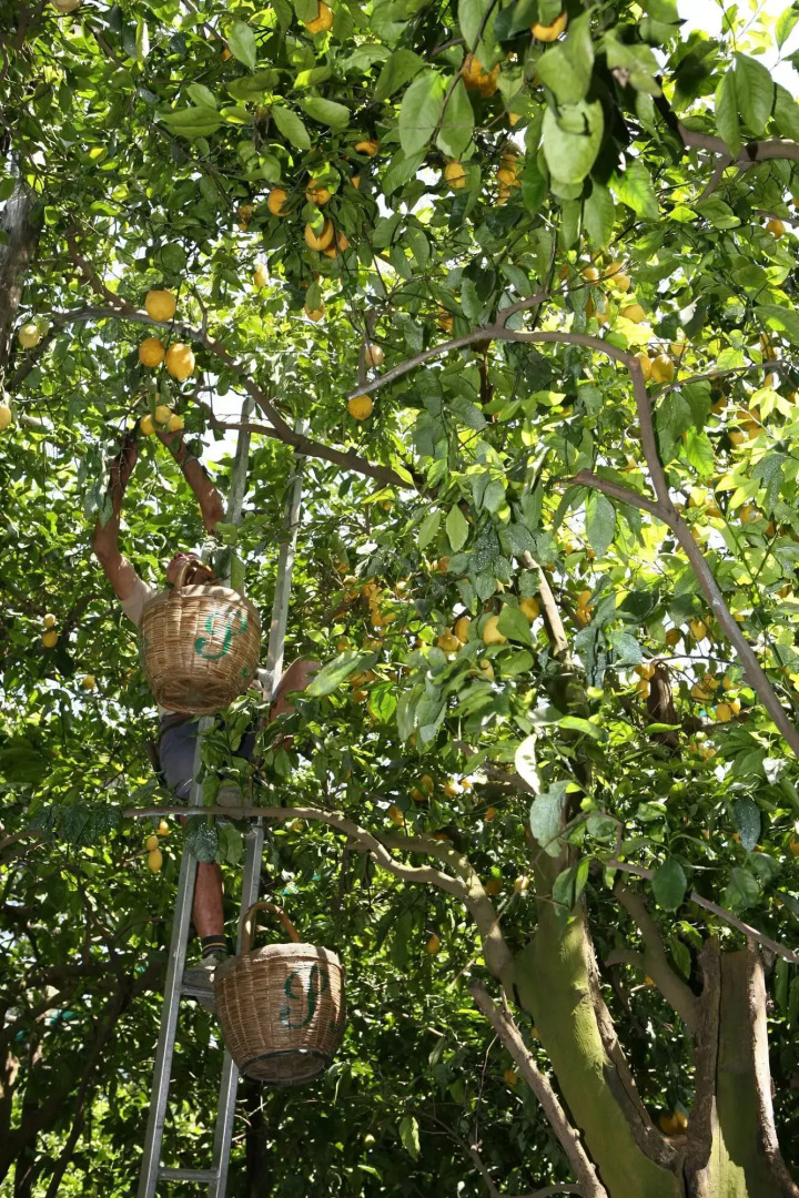Taverna del Capitano