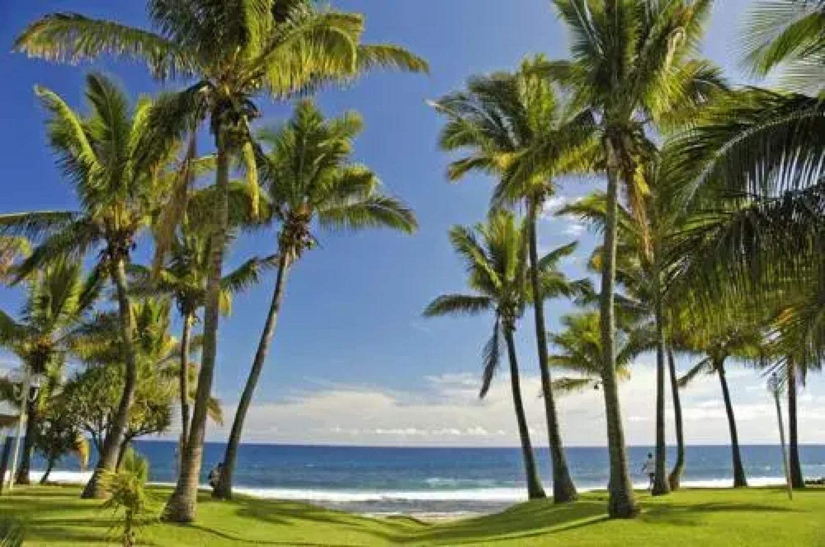 Le bougainvillier rose