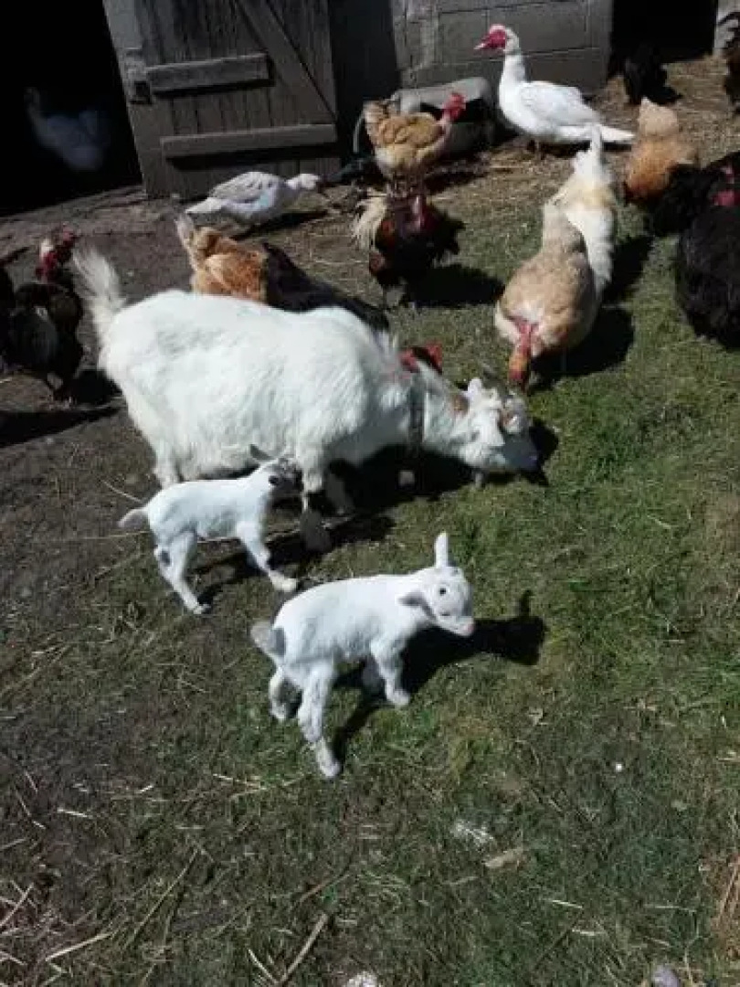 La Ferme Du Bout Du Monde
