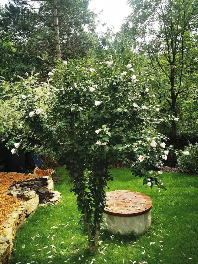 Sunny Wooden House on Creek, 30 Minutes Prague