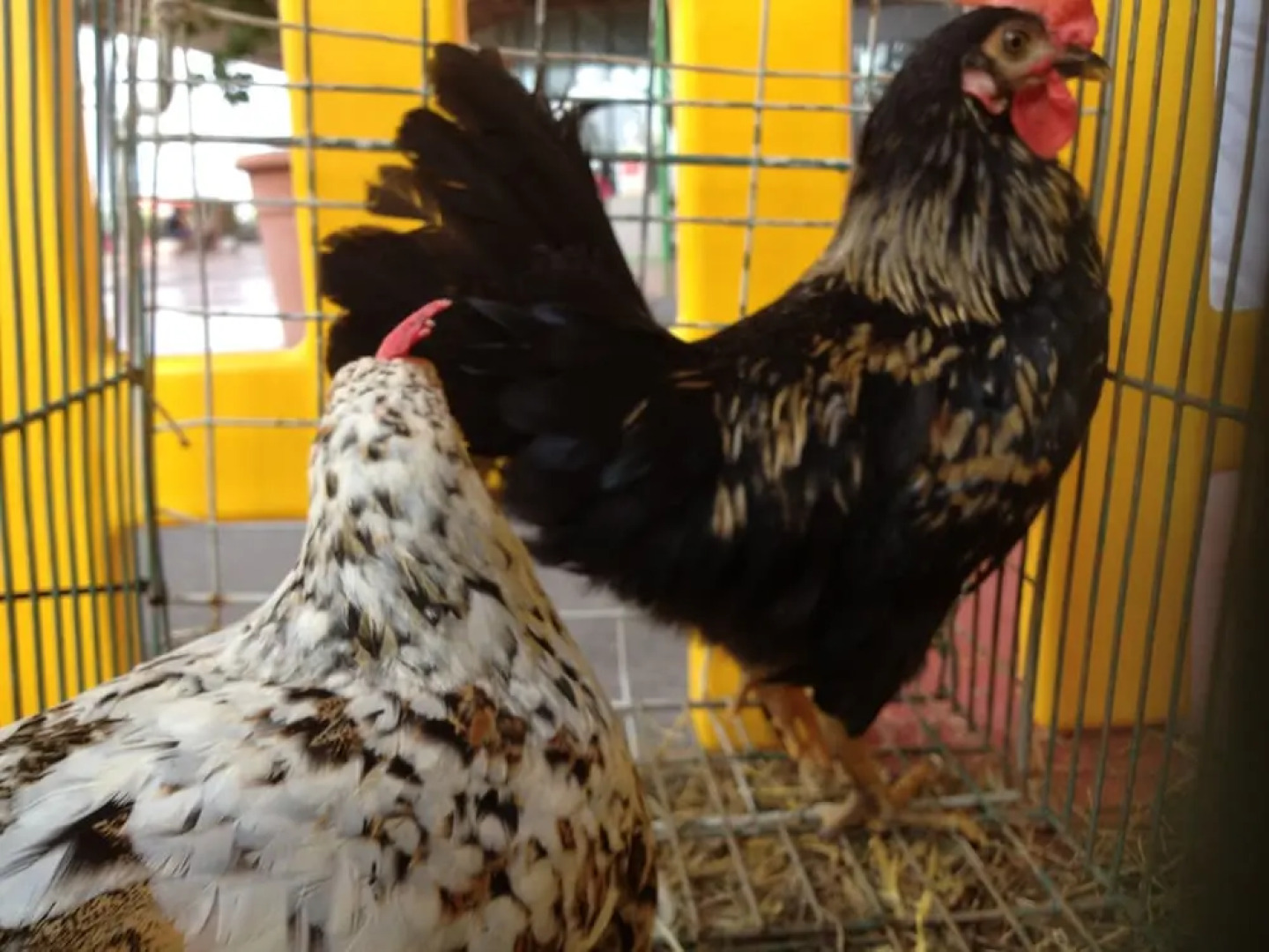 Agriturismo Le Baccane