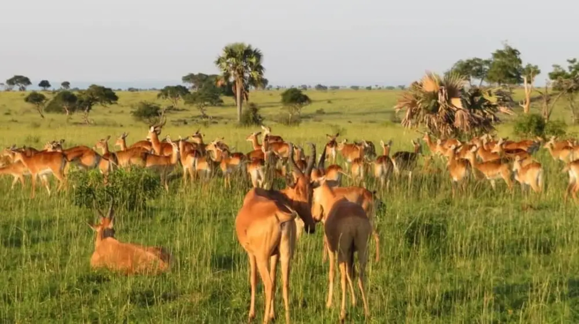 Global Village Hotel
