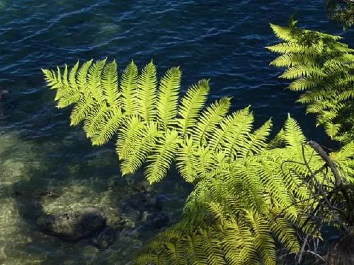 Buena Vista Apartment