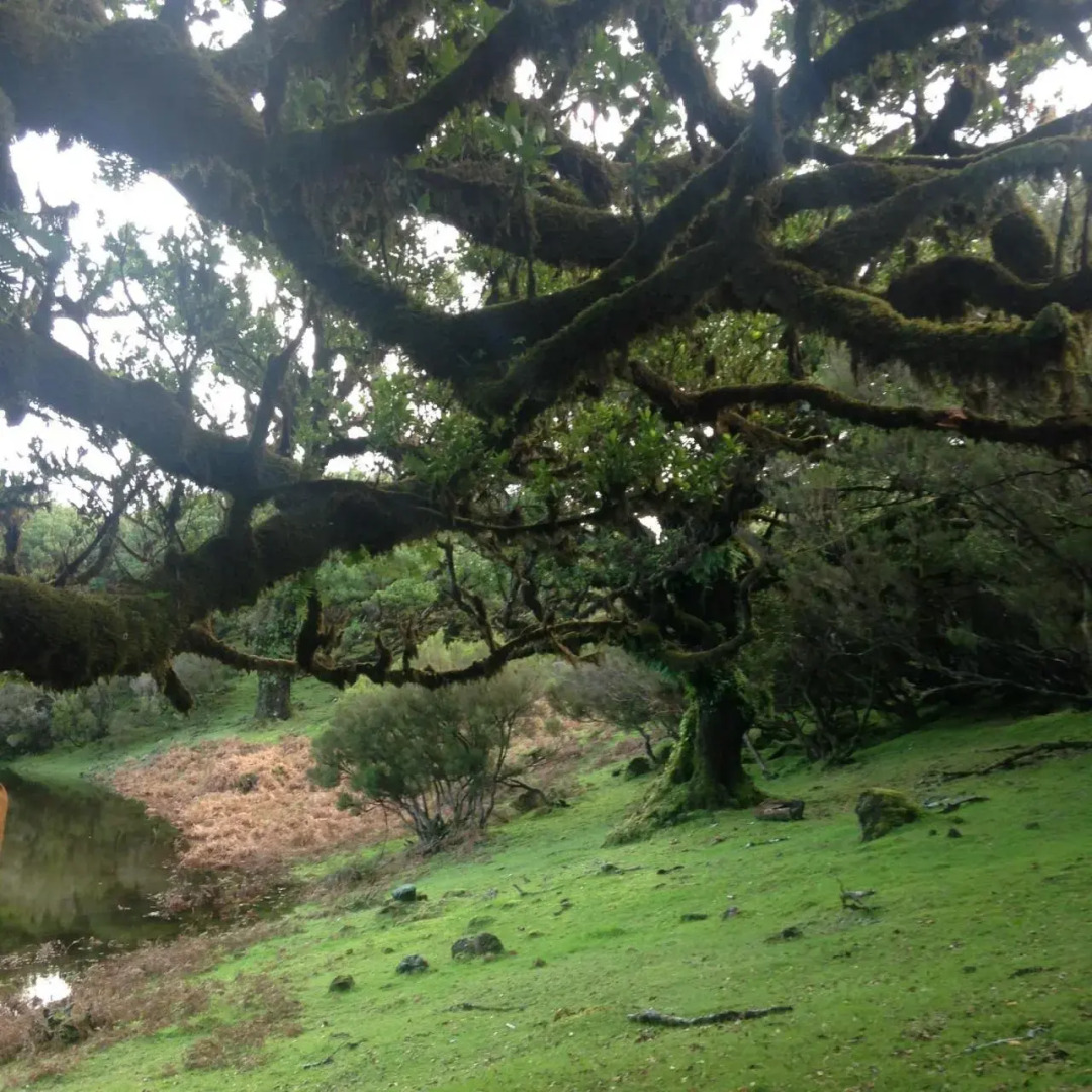 Janela para o Atlântico