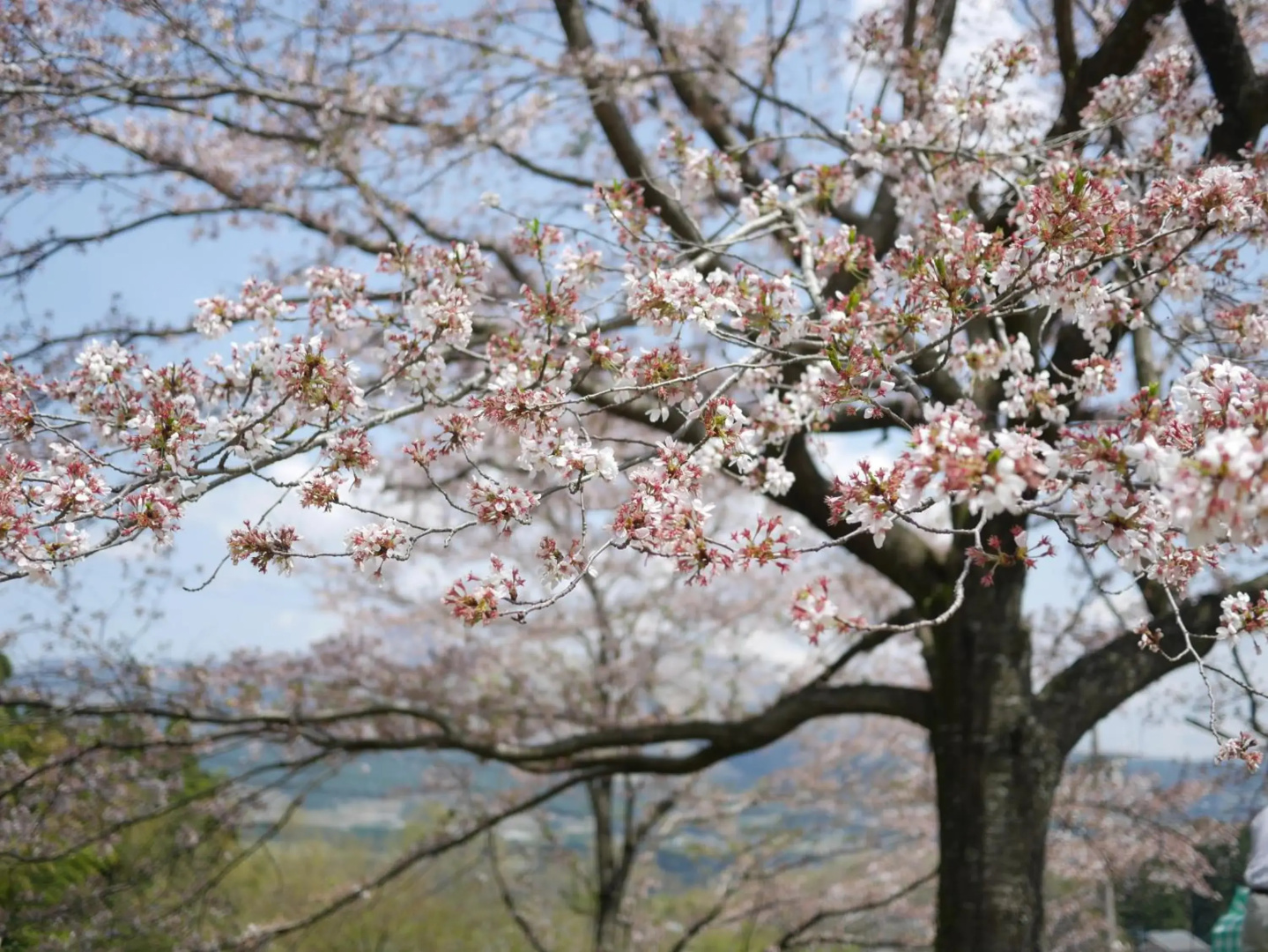 Shiki no Mori