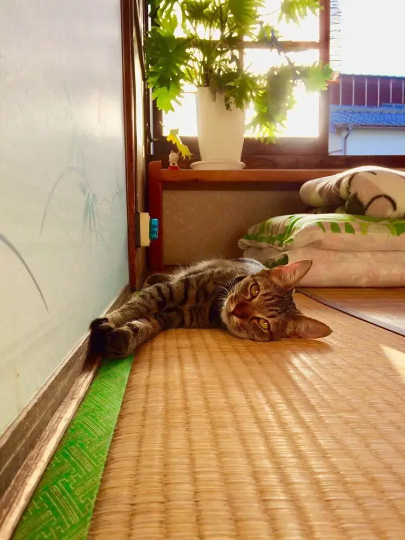 Buddha Guest House - Hostel