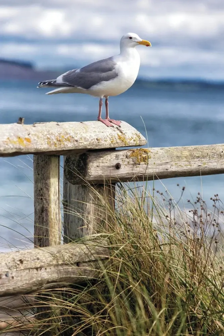 WorldMark Discovery Bay