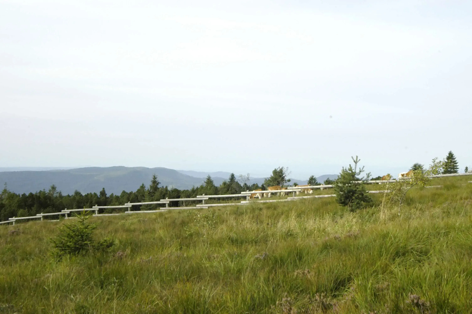 Wellness- & Nationalpark Hotel Schliffkopf Bwsc